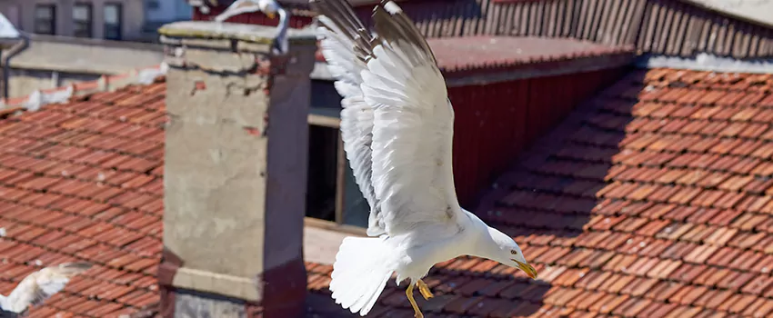 Residential Chimney Animal Removal Solution in Papillion, NE
