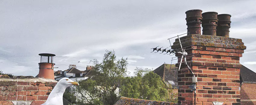 Chimney Cleaning And Restoration in Papillion, Nebraska